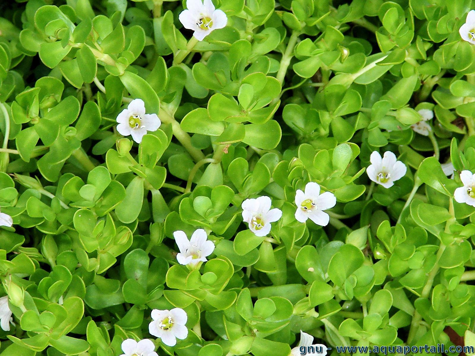Bacopa