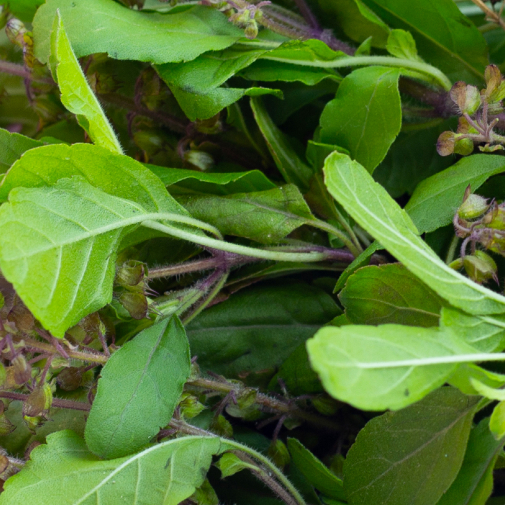 Holy Basil