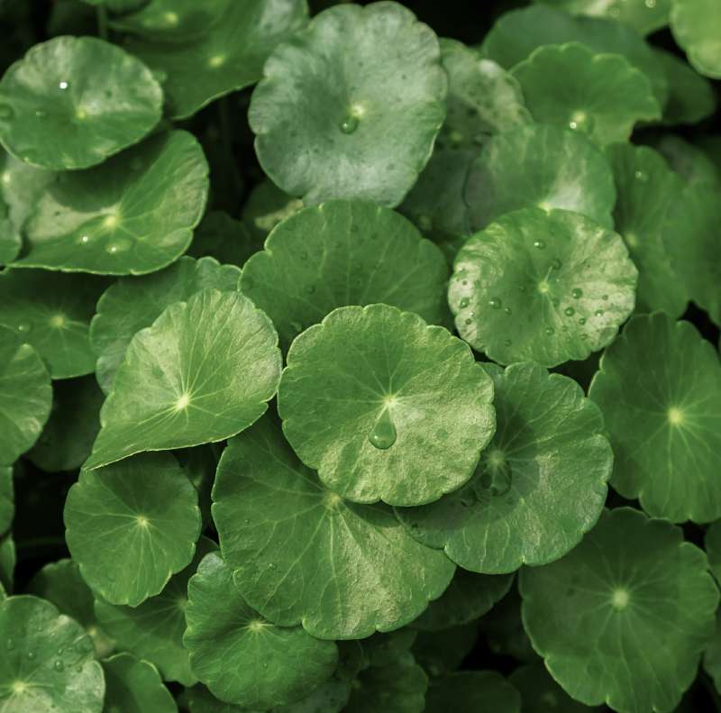 Gotu kola extract (Centella)