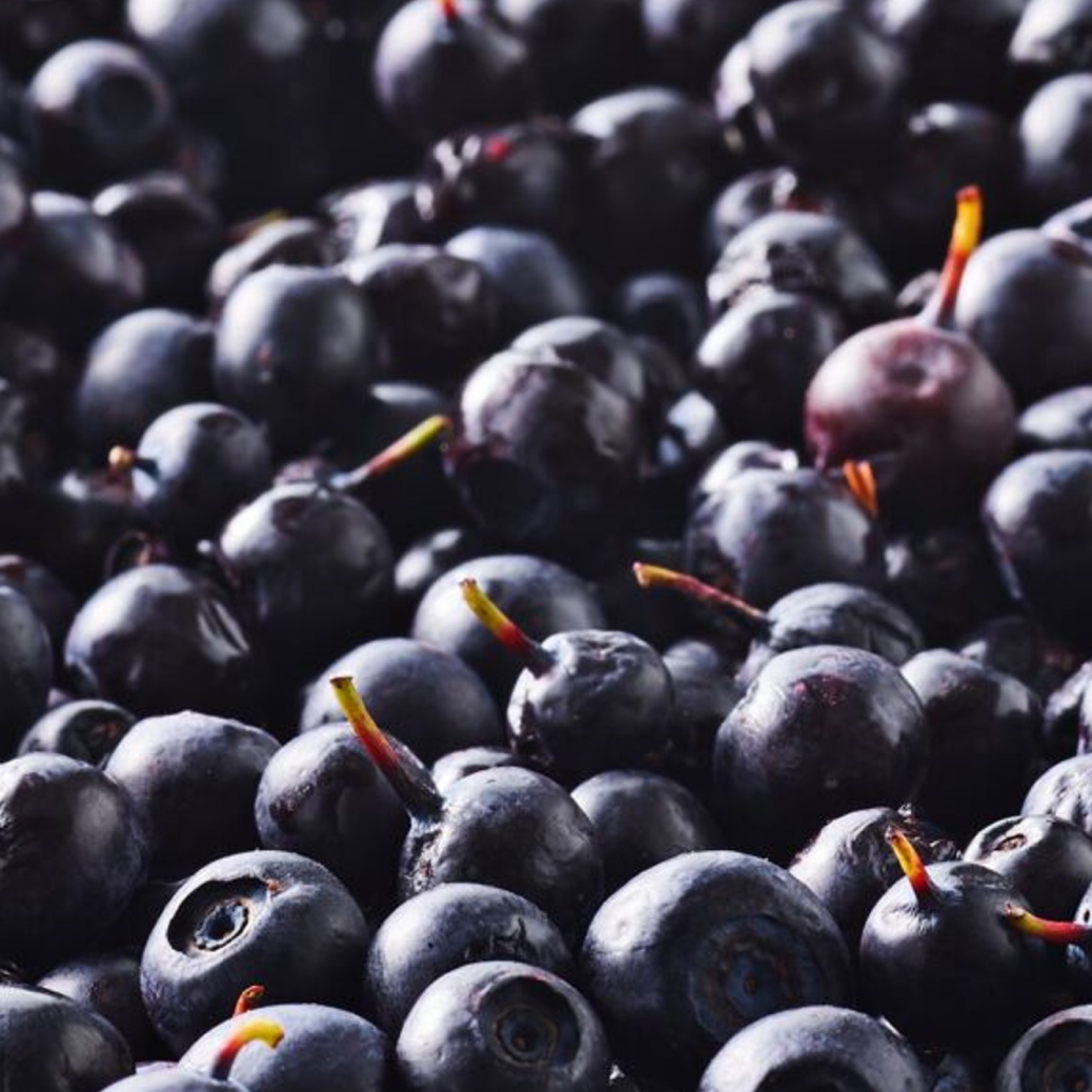 NutriPhy® Bilberry