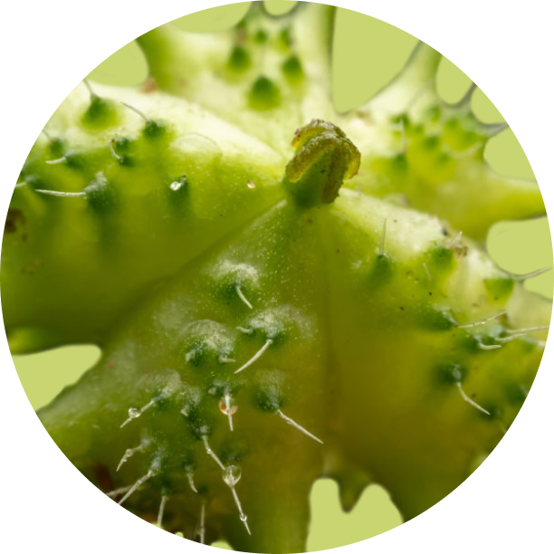 Tribulus extract